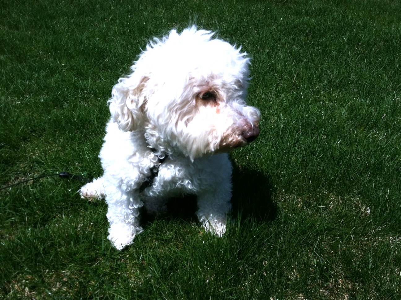 365 Things To Do in Knox County Ohio Dog Park 365 Things To Do in Knox County Ohio Dog Park