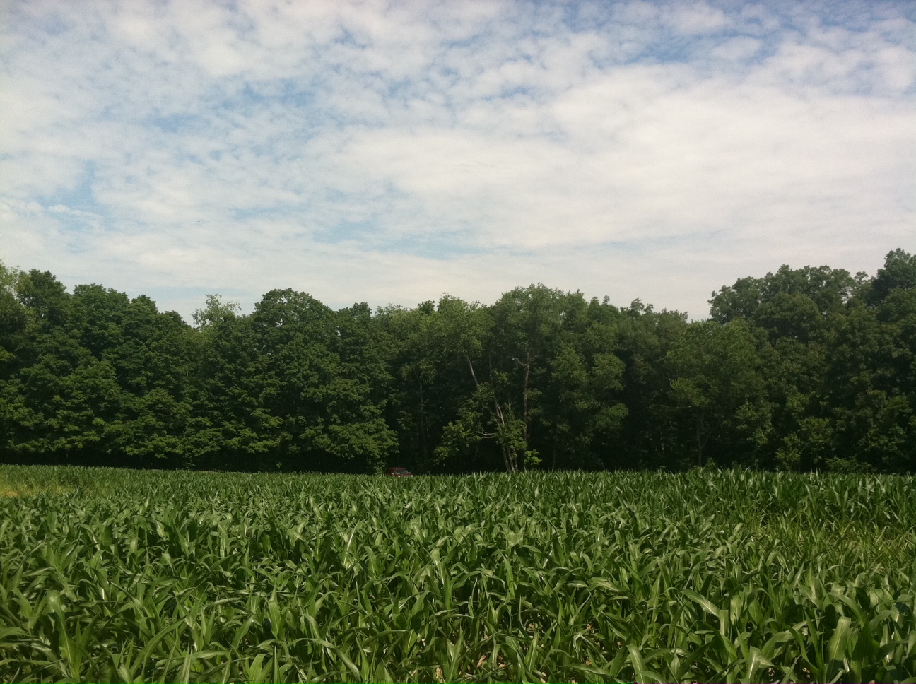 Fredericktown Ohio Land For Sale on Armentrout Road