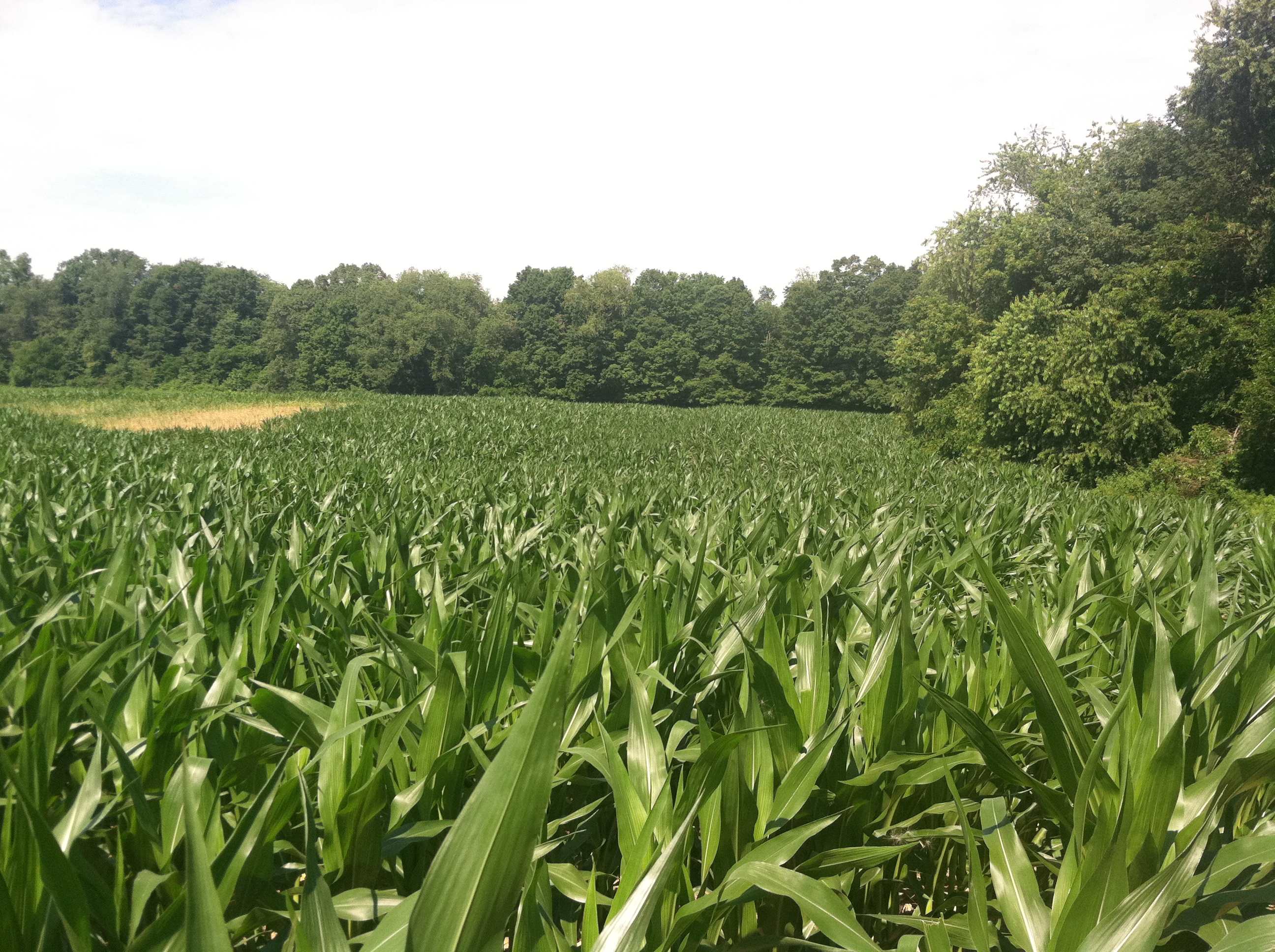 Fredericktown Ohio Land For Sale on Armentrout Road Fredericktown Ohio Land For Sale on Armentrout Road